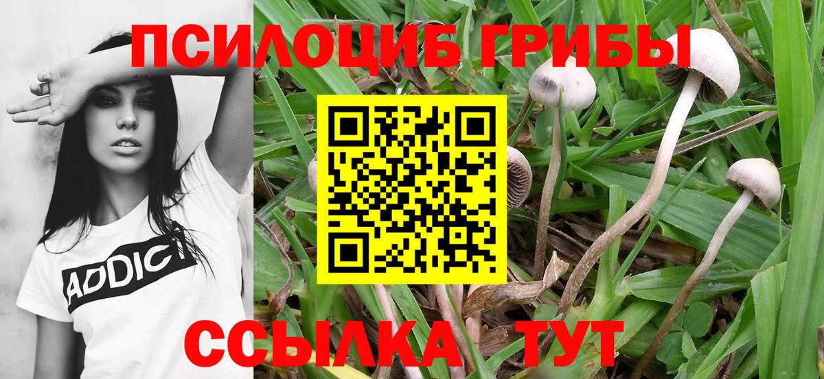 Псилоцибиновые грибы MAGIC MUSHROOMS  Вход с VPN  Галлюциногенные грибы Psilocybine cubensis  Горячий Ключ 